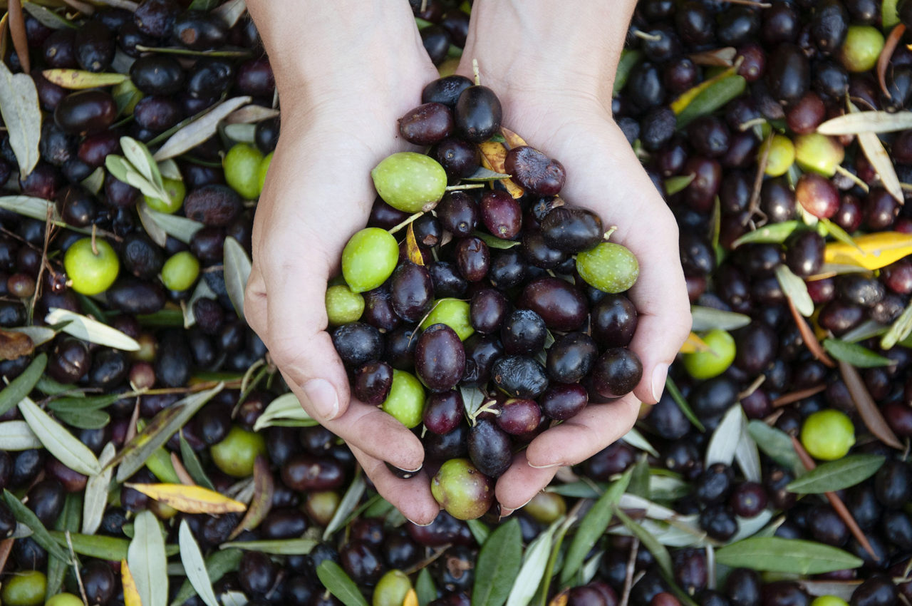 About Us Klipvlei Olive Farm, Paarl, Western Cape