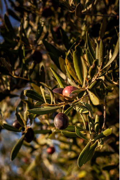 olive